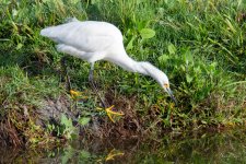 SnowyEgret-417.jpg