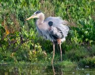 GBH-420.jpg