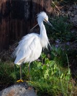 SnowyEgret-418.jpg