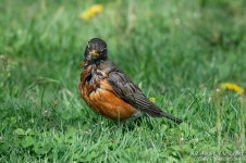 _NIK0636 low res.jpg