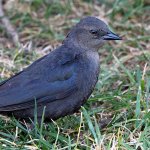 Starling2.JPG