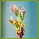 DSC_3623-Edit.jpg