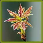 DSC_3619-Edit.jpg