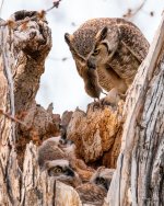 OwlFeeding-400.jpg