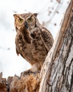 OwlMomVole-400.jpg