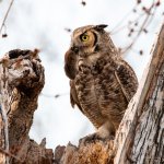 OwlMomVole-401.jpg