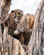 OwlMomVole-404.jpg
