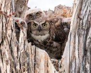 OwlMomVole-403.jpg