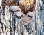OwlNest-420.jpg