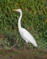 GreatEgret-420.jpg