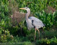 GBH-411.jpg