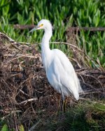 SnowyEgret-425.jpg
