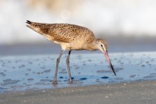 MarbledGodwit-402.jpg