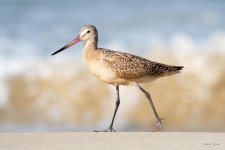 MarbledGodwit-403.jpg