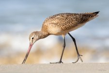 MarbledGodwit-404.jpg