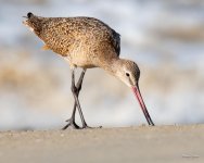 MarbledGodwit-405.jpg