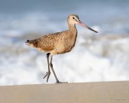MarbledGodwit-406.jpg