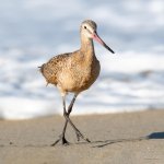 MarbledGodwit-407.jpg