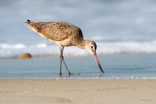 MarbledGodwit-411.jpg