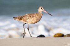 MarbledGodwit-412.jpg