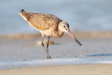 MarbledGodwit-400.jpg