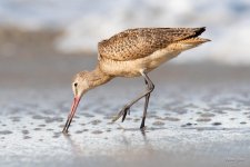 MarbledGodwit-410.jpg