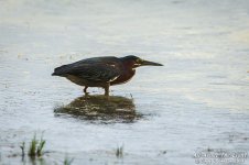 _NIK0645 low res.jpg