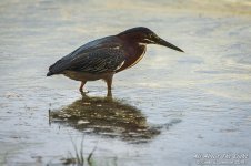 _NIK0647 low res.jpg