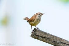20190421-_D718443.jpg