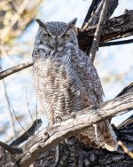 OwlDad-400.jpg
