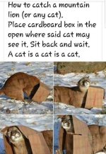 cat2.jpg