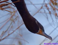 DSC_7020_001.JPG DSC_7020_001.JPG