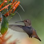 Hummer11.jpg