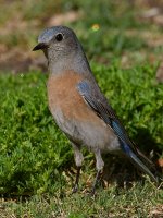Bluebird3.jpg