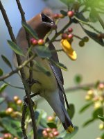 Waxwing.jpg
