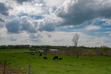 clouds and cow-0772.jpg