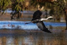 Stork Take Off.jpg