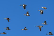 Flying Ducks Take 2.jpg