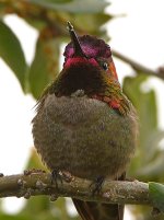 Hummer2.jpg