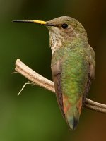 Hummer10.jpg