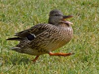 Ducks7.jpg