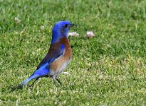 _ROY0797_00001.jpg