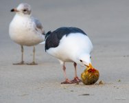 GullsFruit-425.jpg