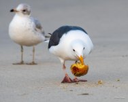GullsFruit-426.jpg