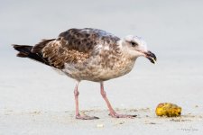 GullsFruit-427.jpg