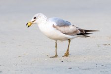 GullsFruit-428.jpg