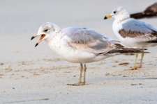 GullsFruit-429.jpg