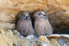 OwlNest-425.jpg