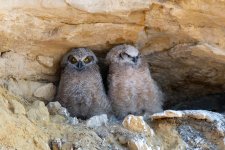 OwlNest-426.jpg