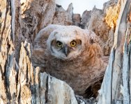 OwlNest-427.jpg